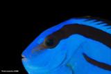 Unique Feeding Mechanism in Surgeonfish: A Key to Coral Reef Resilience