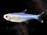 Blue Tetra (Boehlkea fredcochui)