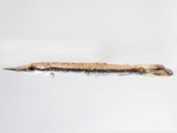 Marbled Gar (Boulengerella maculata)
