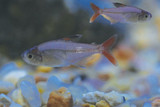 Brazilian Micropterus Tetra