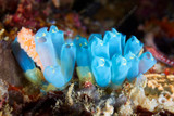 Bizarre and Surprising, Sea Squirt Care is a New Type of Challenge