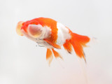 Red and White Bubble Eye goldfish (Carassius auratus)