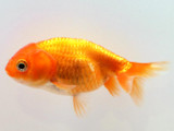 Lionhead Red Goldfish (Carassius auratus)