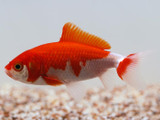 Wakin Red & White Goldfish (Carassius auratus)