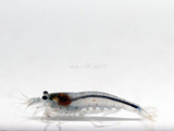 Japanese Algae Eating Shrimp Caridina multidentata