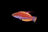 The Anthias That Wasn't One