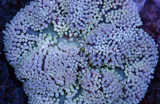 The Ultimate Test - Large Carpet Anemones