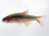 Celestial Danio (Danio margaritatus)