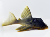 The Green Phantom Pleco (Hemiancistrus subviridis)