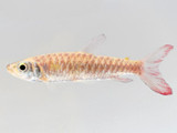 Pink Tail Chalceus (Chalceus macrolepidotus)