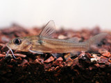 Aluminum Catfish (Chrysichthys sp.)