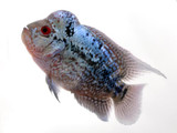 Flowerhorn Humphead Pearl (Cichlasoma sp.)