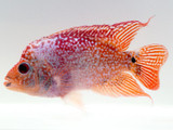 Platinum Gold Flowerhorn Cichlid (Cichlasoma sp.)