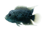 Grade A Zen Zhu Flowerhorn Cichlid