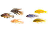 Level Up Your Cichlid Tank