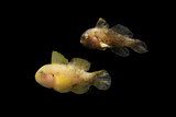 Citron Gobies 