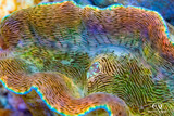 Maricultured Derasa Clam 