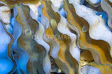 The Gentle Giant: Tridacnid Gigas Clam