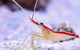 Cleaner Shrimp