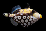 Clown Triggerfish