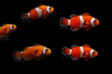 QM Labs Clownfish Reared on Nutramar Dry Foods