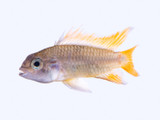 Cockatoo Dwarf Cichlid (Apistogramma cacatuoides)