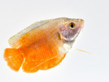The Dwarf Gourami(Trichogaster lalius)