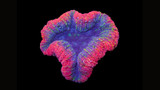 Colored Open Brain