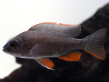 Borleyi Kadango Cichlid (Copadichromis borleyi)
