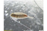 Copepods—tiny creatures that can help reduce the need for soya imports