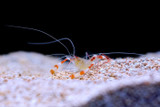 The Coral Banded Shrimp