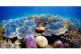 Coral reefs cover more of Earth’s surface than realized, new estimates reveal.