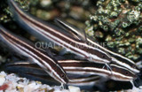 Coral Catfish (Plotosus lineatus)