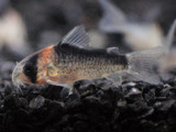 Adolfoi Catfish (Corydoras adolfoi)