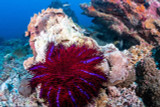 "Crown-of-thorns" starfish genetics may help protect reefs