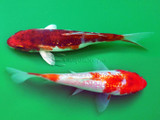 Aquacultured Ginrin Mixed Koi (Cyprinus carpio)