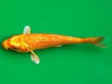 Ogon Orenji Koi (Cyprinus carpio)