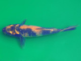 Utsuri Koi (Cyprinus carpio​)