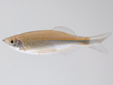 Giant Danio (Devario malabaricus)