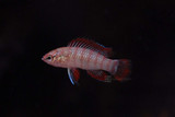 One Badis Little Fish