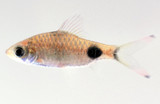 Mascara Barb Dawkinsia assimilis