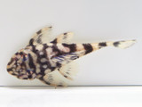 The Butterfly Pleco (Dekeyseria sp. L052)