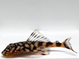 Beyond Plecostomus: Exploring Loricariid Catfish Biodiversity (Part 1)