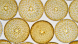 Not So Dangerous Diatoms