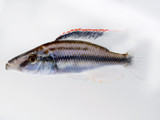 Compressiceps Cichlid (Dimidiochromis compressiceps)