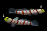 Dracula Goby