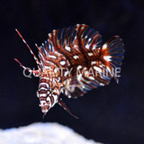The Dragon Wrasse