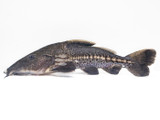 Ripsaw Catfish (Oxydoras niger)