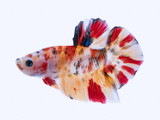 Female Halfmoon Nemo Koi Betta (Betta splendens)