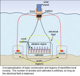 Electricity and the Reef, A Shocking Way to Repair Coral Ecosystems PART 2